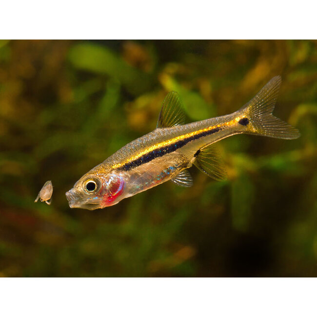 Rasbora Urophthalmoides