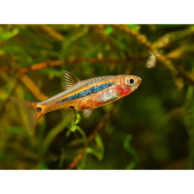 Rasbora Urophthalmoides