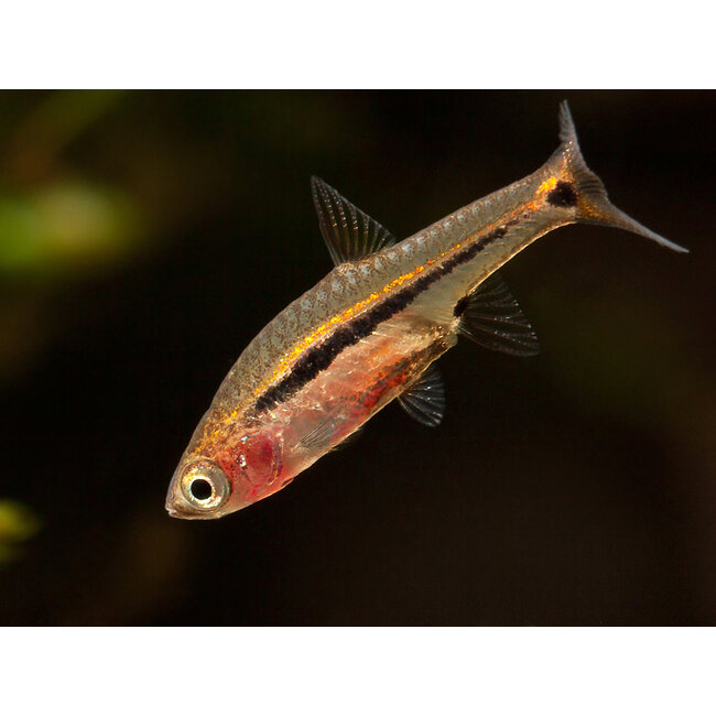 Rasbora Urophthalmoides