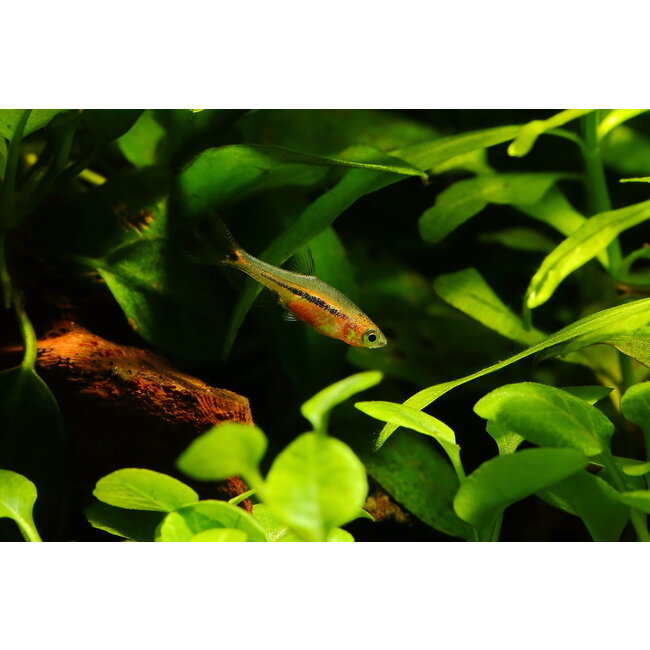 Rasbora Urophthalmoides