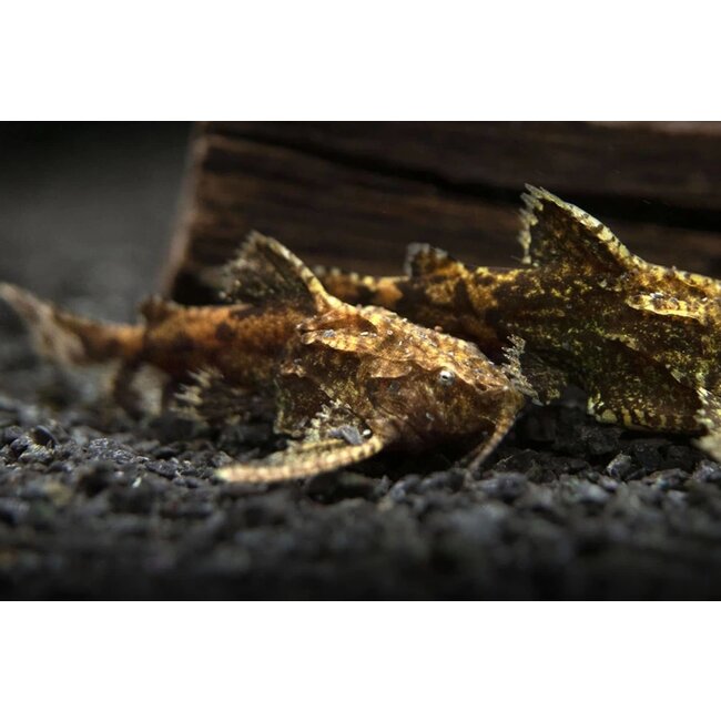 Dwergvleugelmeerval - Hara Jerdoni