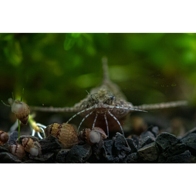 Dwergvleugelmeerval - Hara Jerdoni