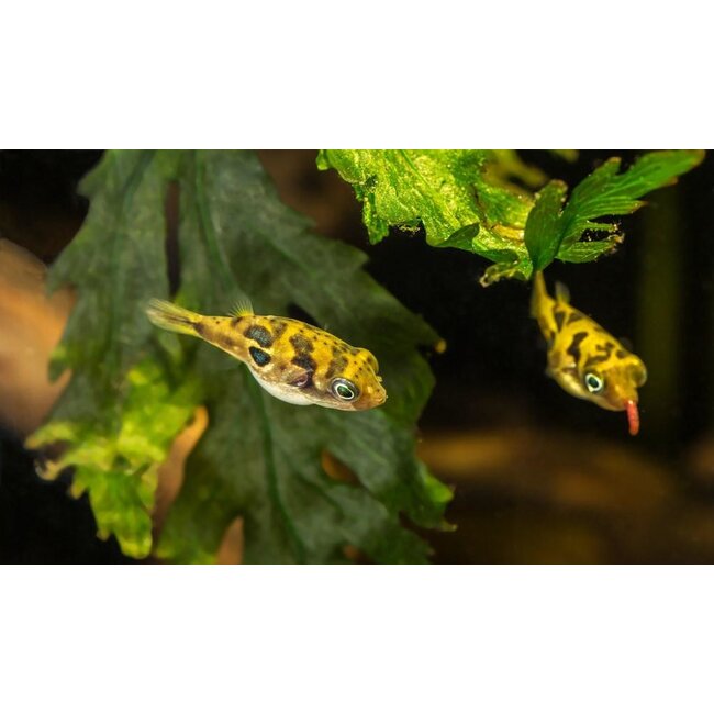 Dwergkogelvis - Tetraodon Travancoricus (Let Op - Brak Water)