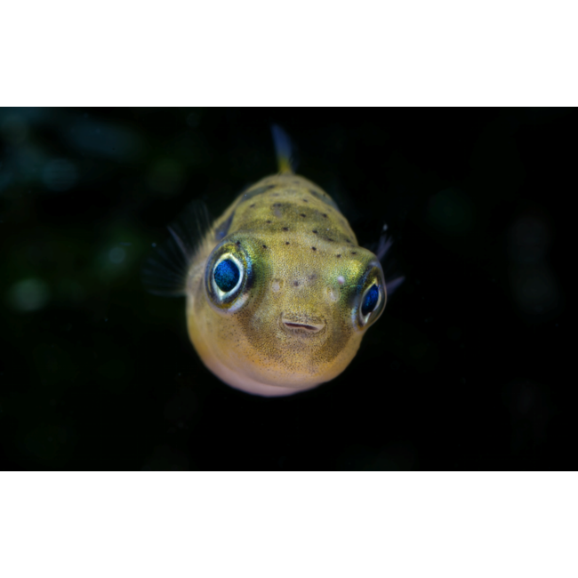 Dwergkogelvis - Tetraodon Travancoricus (Let Op - Brak Water)