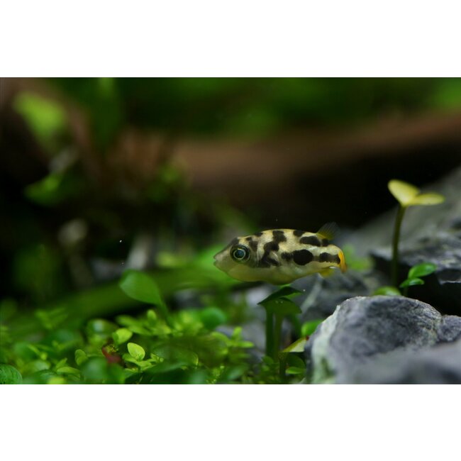 Dwergkogelvis - Tetraodon Travancoricus (Let Op - Brak Water)