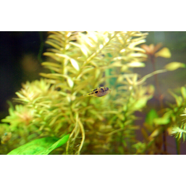 Dwergkogelvis - Tetraodon Travancoricus (Let Op - Brak Water)