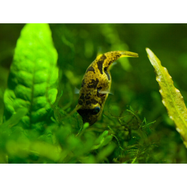 Dwergkogelvis - Tetraodon Travancoricus (Let Op - Brak Water)