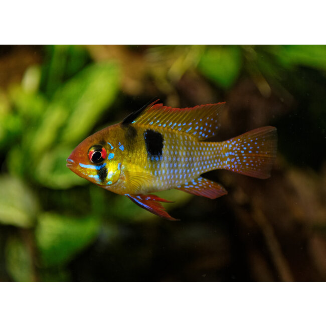 Apistogramma Ramirezi