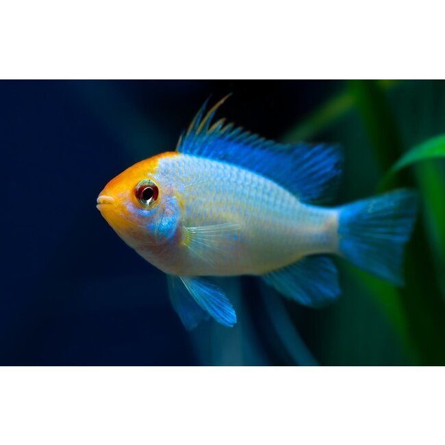 Apistogramma Ramirezi Electric Blue