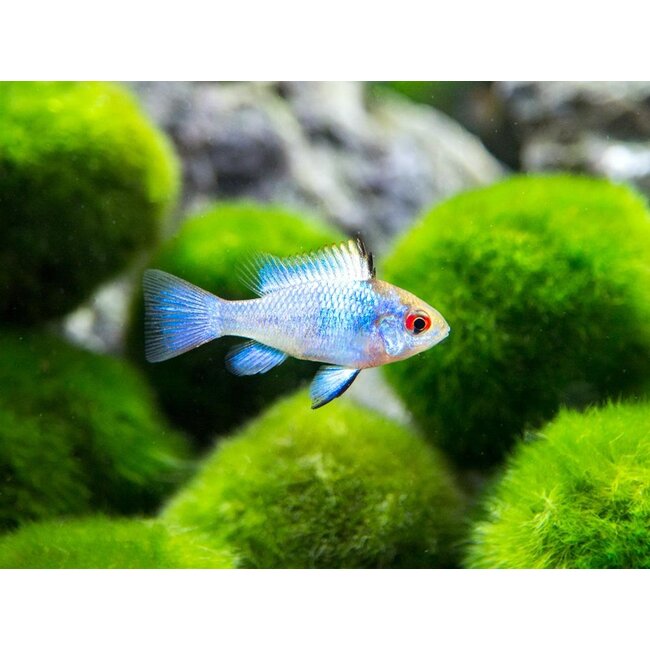 Apistogramma Ramirezi Electric Blue