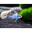 Apistogramma Ramirezi Electric Blue