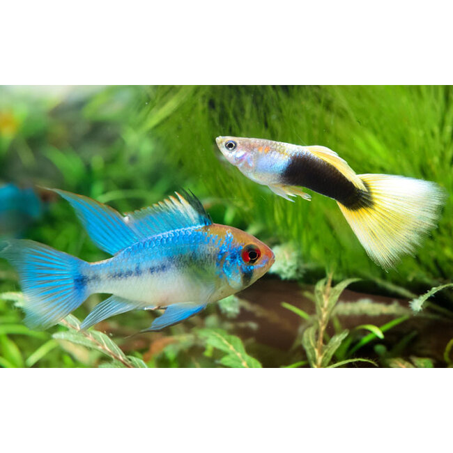Apistogramma Ramirezi Electric Blue