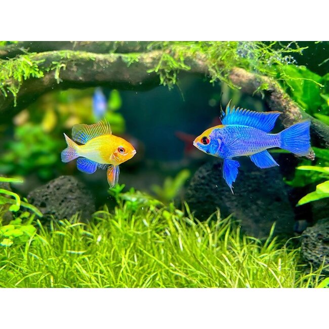 Apistogramma Ramirezi Electric Blue