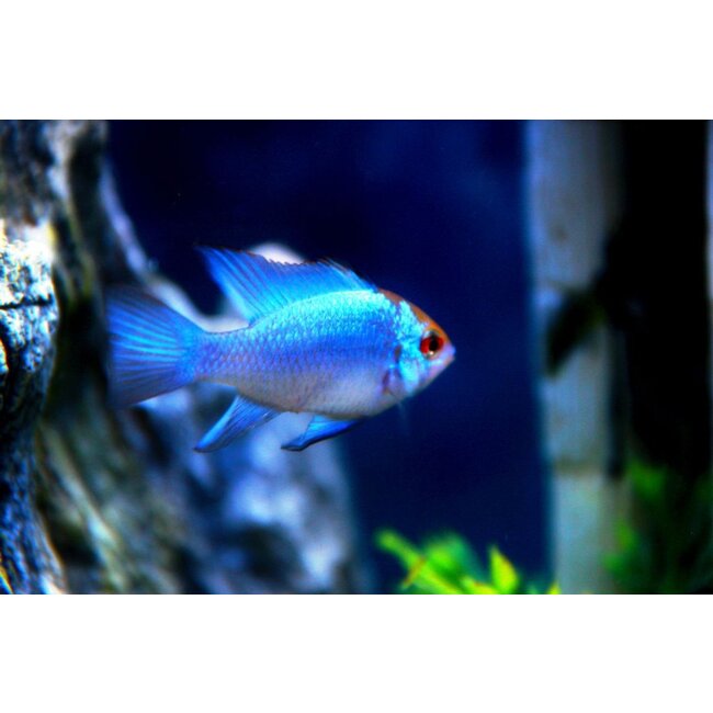 Apistogramma Ramirezi Electric Blue