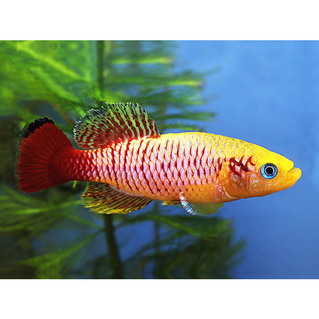 Killi Guentheri Goud - Nothobranchius Guentheri Gold