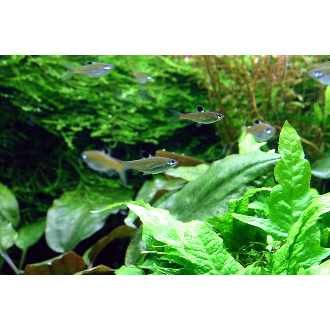 Oogvlekrasbora L - Rasbora Dorsiocellata