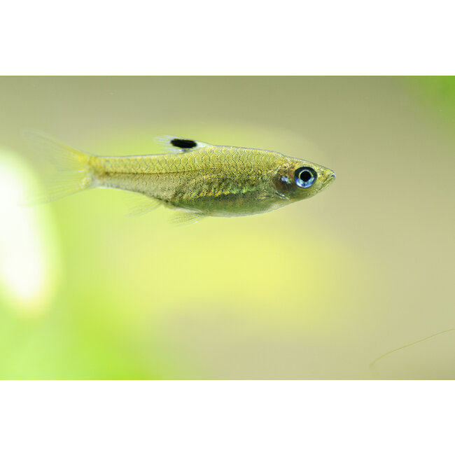 Oogvlekrasbora L - Rasbora Dorsiocellata