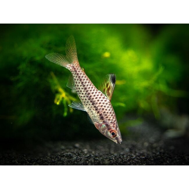 Gespikkelde Kopstaander - Chilodus Punctatus