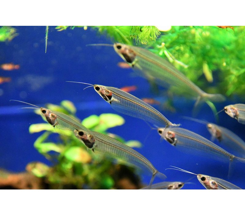 Glass Catfish - Kryptopterus Vitreol