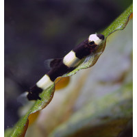 Panda Goby - Protomyzon Pachychilus