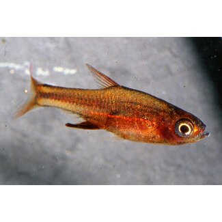 Rasbora Axelrodi Red