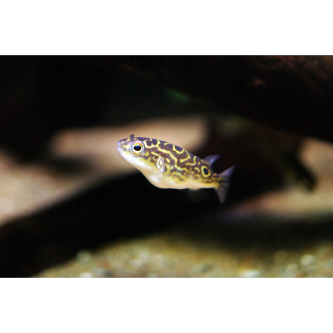 Kogelvis - Tetraodon Nigroviridis (Let Op - Brak Water)