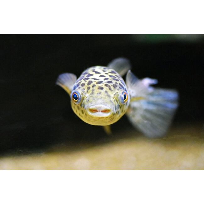 Kogelvis - Tetraodon Nigroviridis (Let Op - Brak Water)