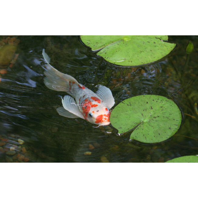 Koi Butterfly