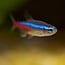 Neon Tetra - Paracheirodon Innesi