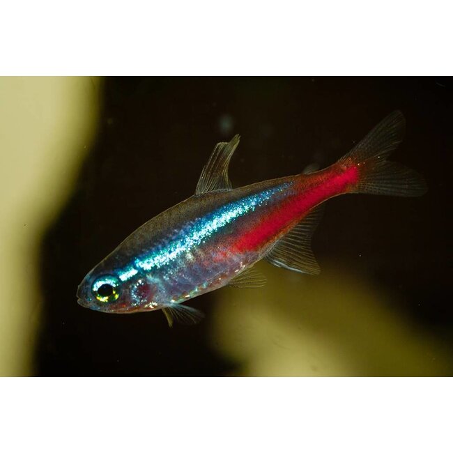 Neon Tetra - Paracheirodon Innesi