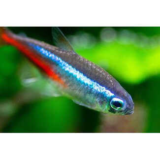 Neon Tetra