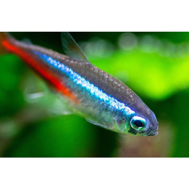 Neon Tetra - Paracheirodon Innesi