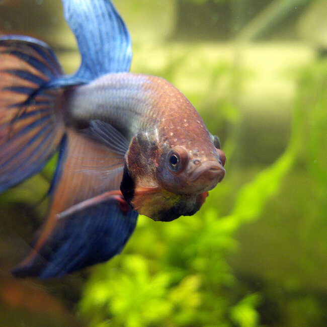 Betta Veiltail Man - Betta Splendens