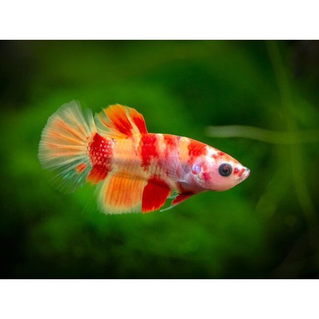 Betta Nemo Koi Man - Betta Splendens