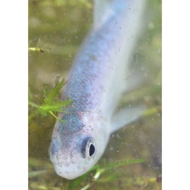 Blauw Winde - Leuciscus idus 'Blue'