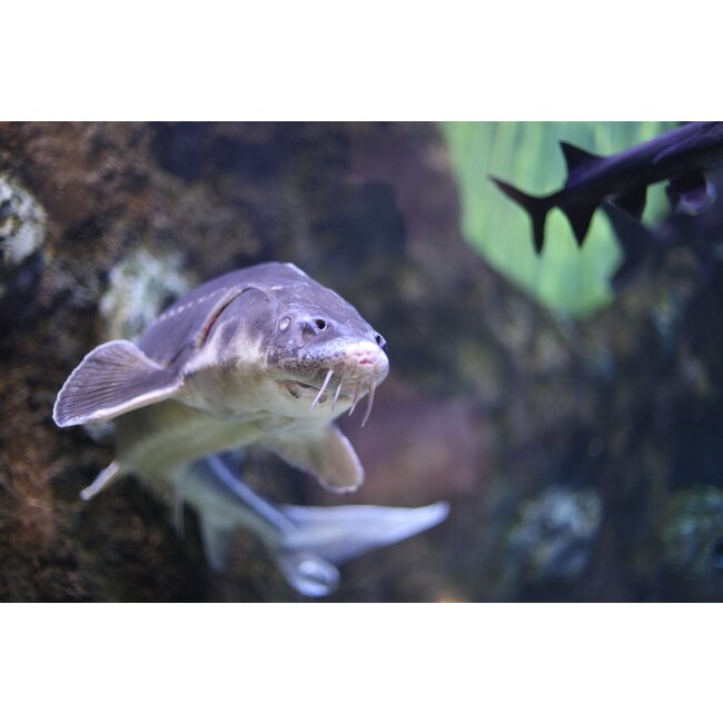 Steur Guldenstatii - Acipenser Gueldenstaedtii