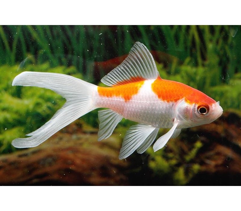 Goldfish Sarasa - Carassius Auratus