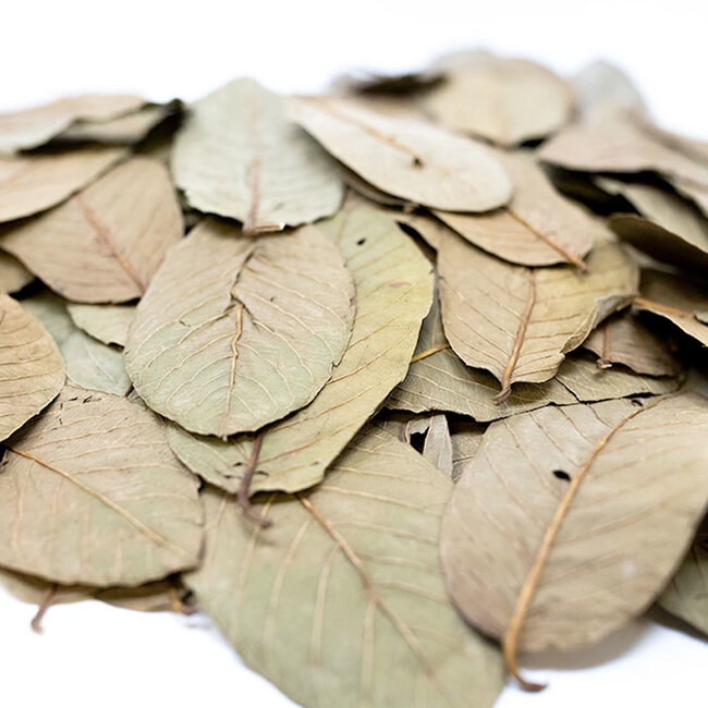 Shrimps Forever Guava Bladeren