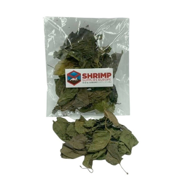 Shrimps Forever Mulberry Bladeren - 10 Gram