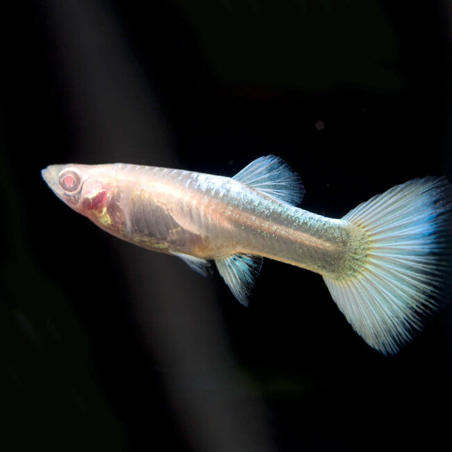 Guppy Man - Platinum Albino - Poecilia Reticulata