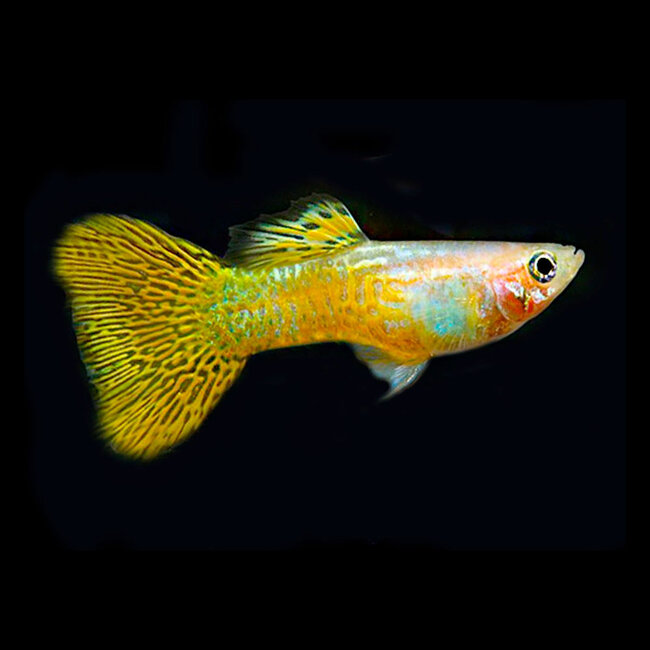 Guppy Man - Gold Cobra - Poecilia Reticulata