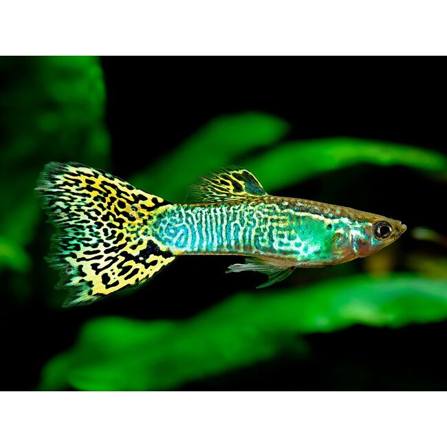 Guppy Man - Green Cobra - Poecilia Reticulata