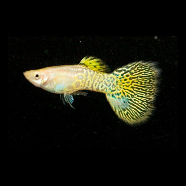 Guppy Man - Yellow Gold Cobra - Poecilia Reticulata