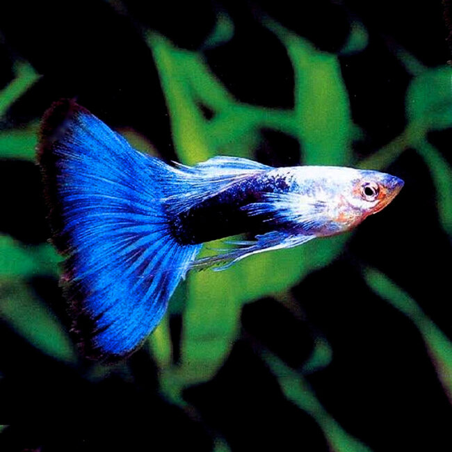 Guppy Man - Blue Metallic - Poecilia Reticulata