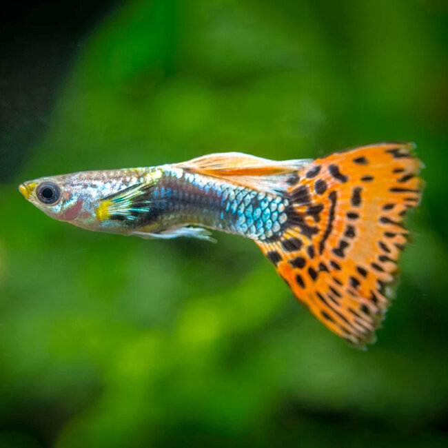 Guppy Man - Rainbow Mosaic - Poecilia Reticulata