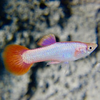 Guppy Man - Full Body Pinktail