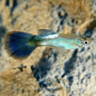 Guppy Man - Rainbow Blue Tail