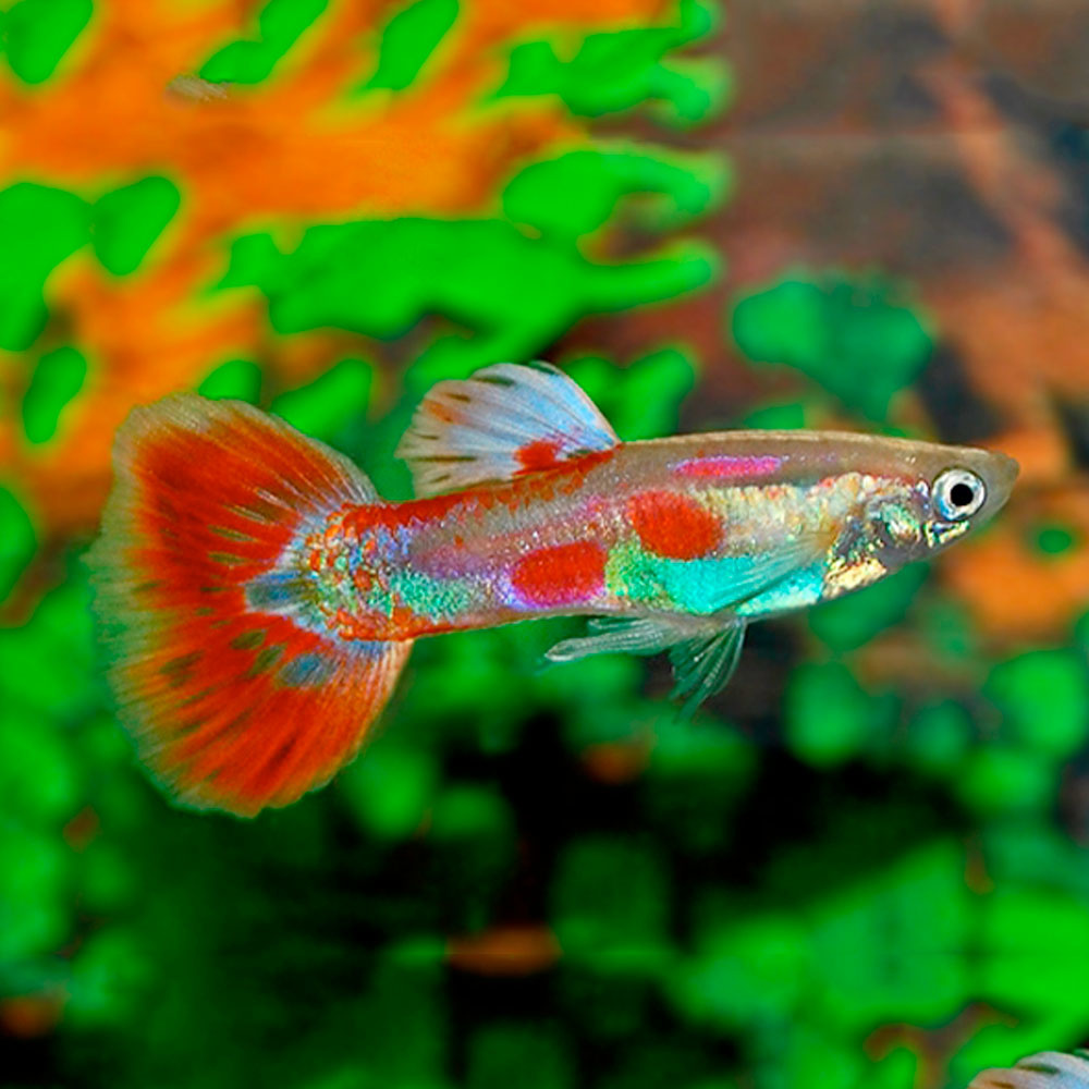 Guppy Man - Pigeon Blood - Poecilia Reticulata - Aqua Natura
