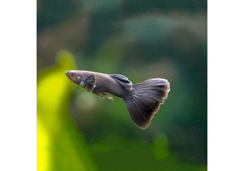 Guppy Male - Moscow Black