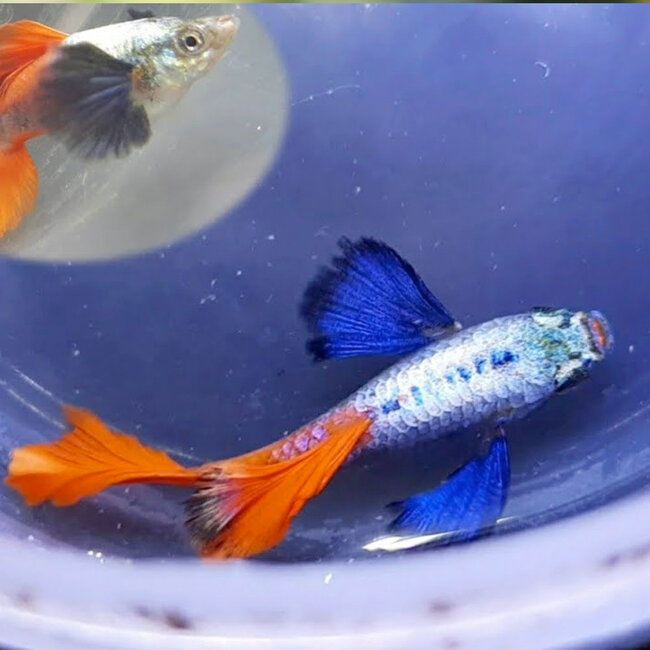 Guppy Man - Red Tail Big Ear - Poecilia Reticulata